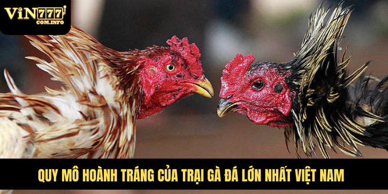 Quy Mô Hoành Tráng Của Trại Gà Đá Lớn Nhất Việt Nam 3 trại gà đá lớn nhất việt nam